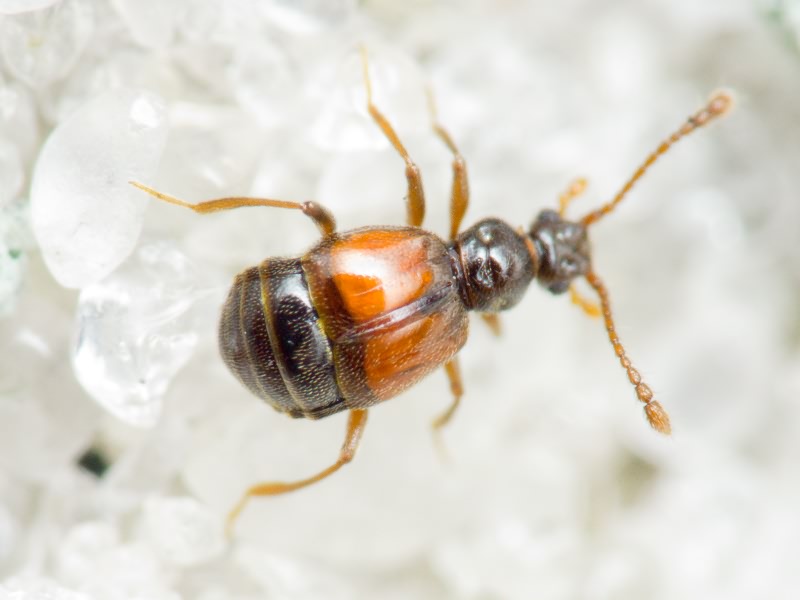 Rybaxis longicornis (Leach, 1817)